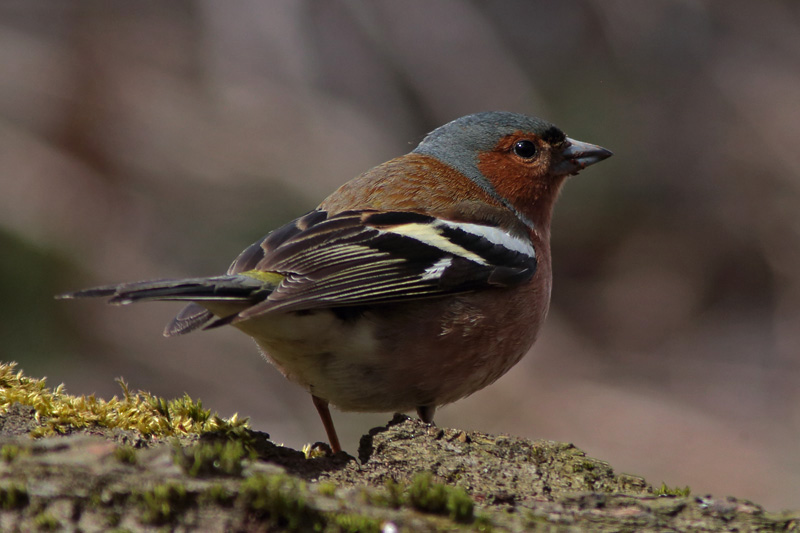 Peippo Chaffinch (Fringilla coelebs)
