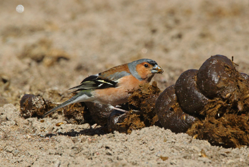 Peippo Chaffinch (Fringilla coelebs)
