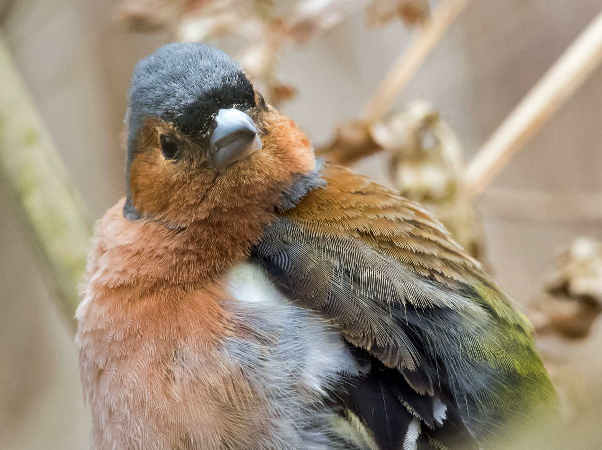 Peippo Chaffinch (Fringilla coelebs)