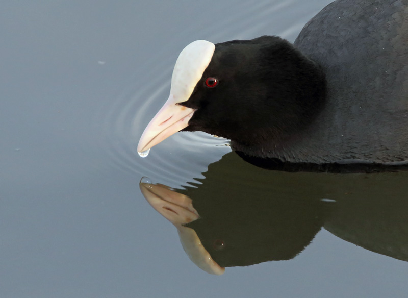 Nokikana, Eurasian Coot (Fulica atra)