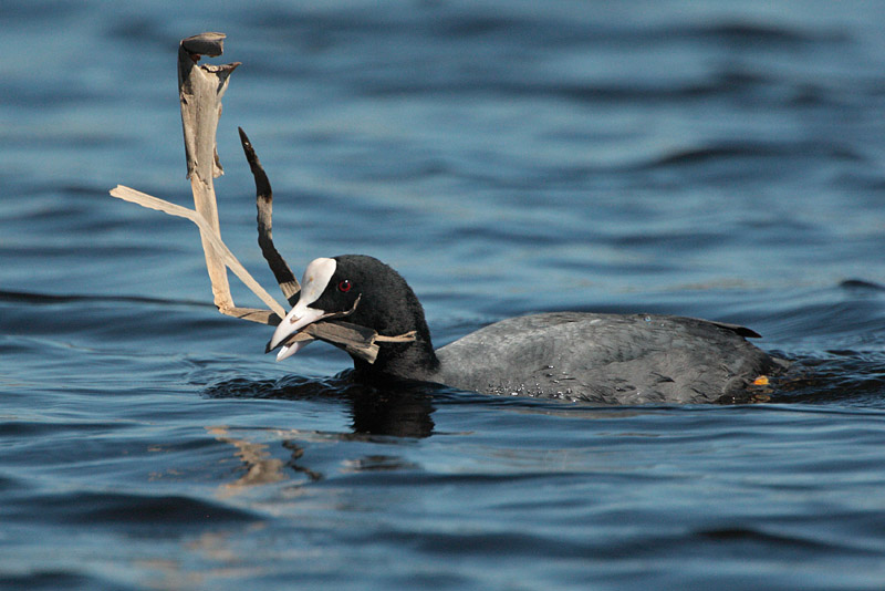 Nokikana, Eurasian Coot (Fulica atra)