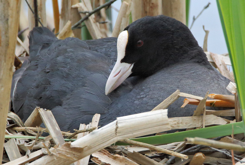 Nokikana, Eurasian Coot (Fulica atra)