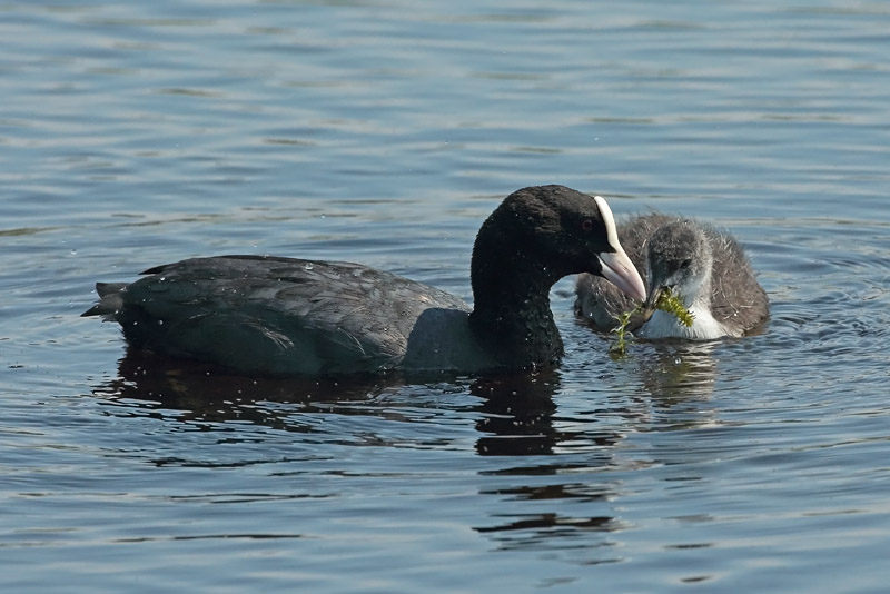 Nokikana, Eurasian Coot (Fulica atra)