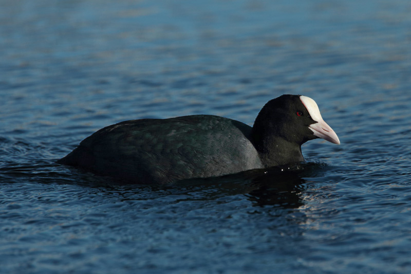 Nokikana, Eurasian Coot (Fulica atra)