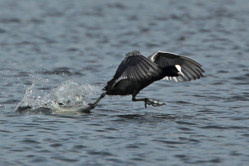 Nokikana, Eurasian Coot (Fulica atra)