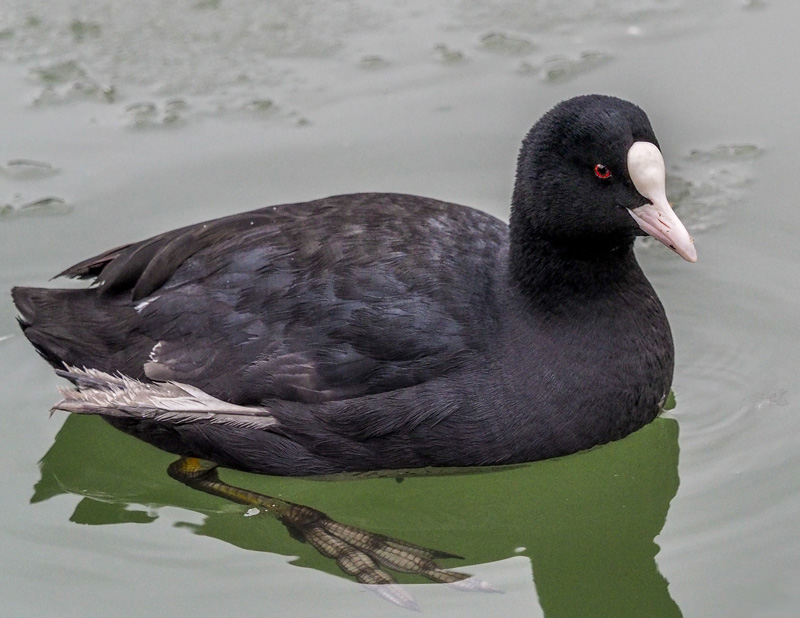 Nokikana, Eurasian Coot (Fulica atra)