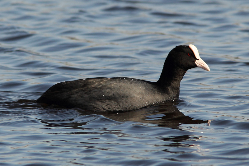 Nokikana, Eurasian Coot (Fulica atra)