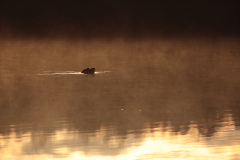 Nokikana, Eurasian Coot (Fulica atra)