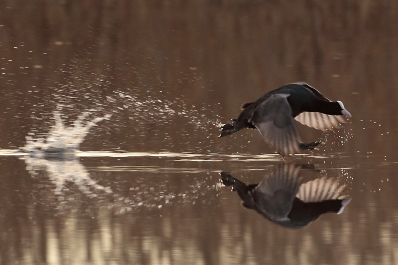 Nokikana, Eurasian Coot (Fulica atra)