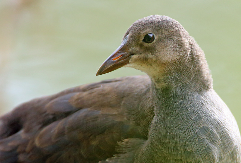 Liejukana, Moorhen (Gallinula chloropus)
