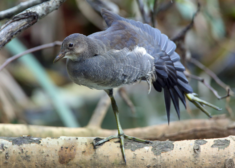 Liejukana, Moorhen (Gallinula chloropus)