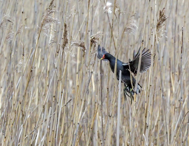 Liejukana, Moorhen (Gallinula chloropus)