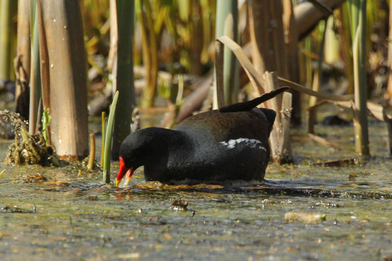 Liejukana, Moorhen (Gallinula chloropus)