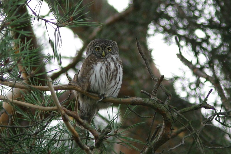 Varpusp�ll� (Glaucidium passerinum)