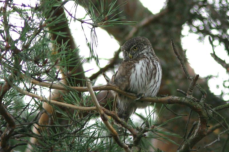 Varpusp�ll� (Glaucidium passerinum)