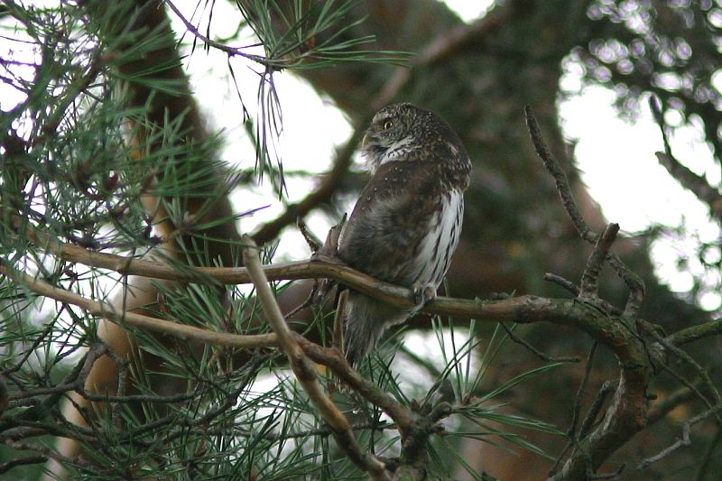 Varpusp�ll� (Glaucidium passerinum)