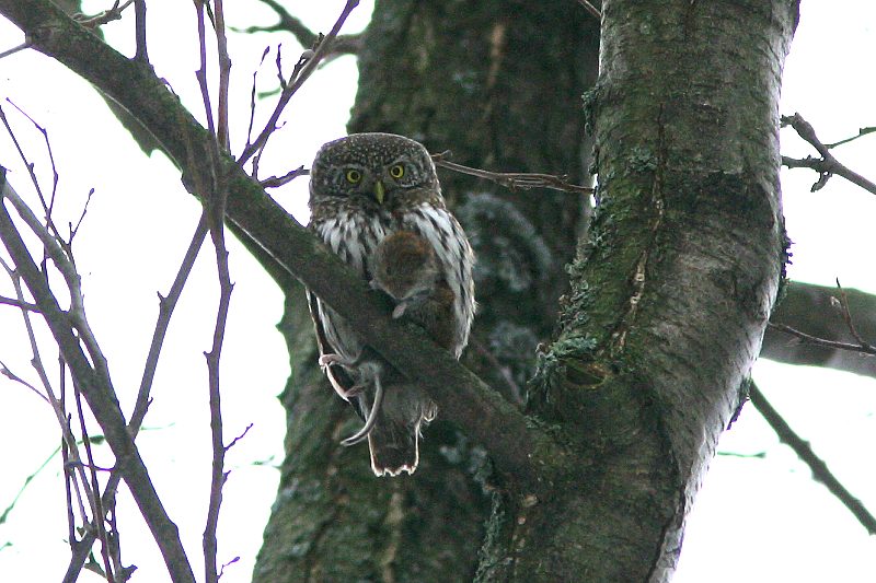 Varpusp�ll� (Glaucidium passerinum)