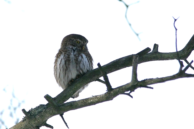 Varpusp�ll� (Glaucidium passerinum)