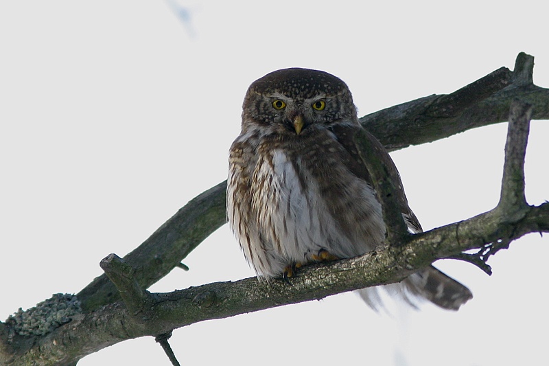 Varpusp�ll� (Glaucidium passerinum)