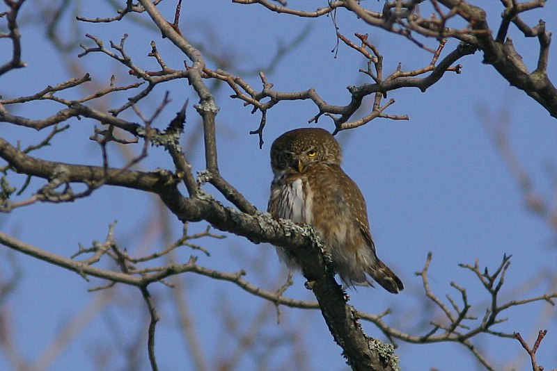 Varpusp�ll� (Glaucidium passerinum)
