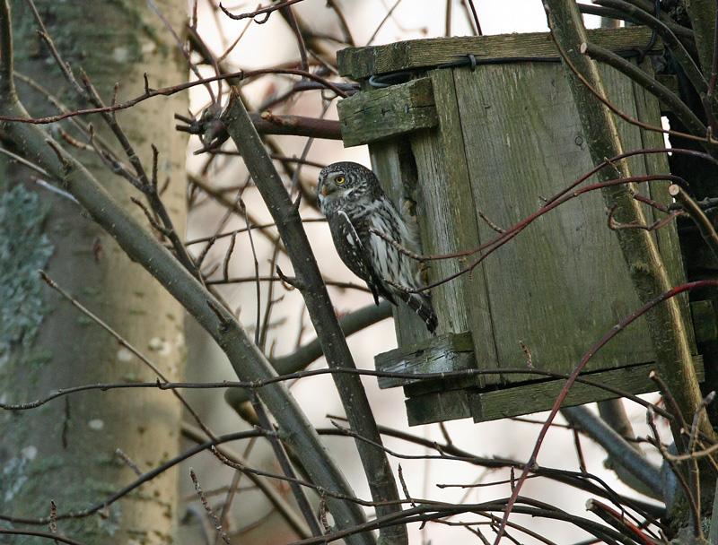 Varpusp�ll� Pygmy Owl (Glaucidium passerinum)