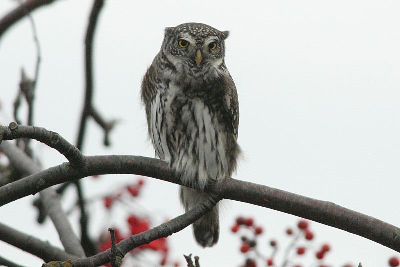 Varpusp�ll� Pygmy Owl (Glaucidium passerinum)