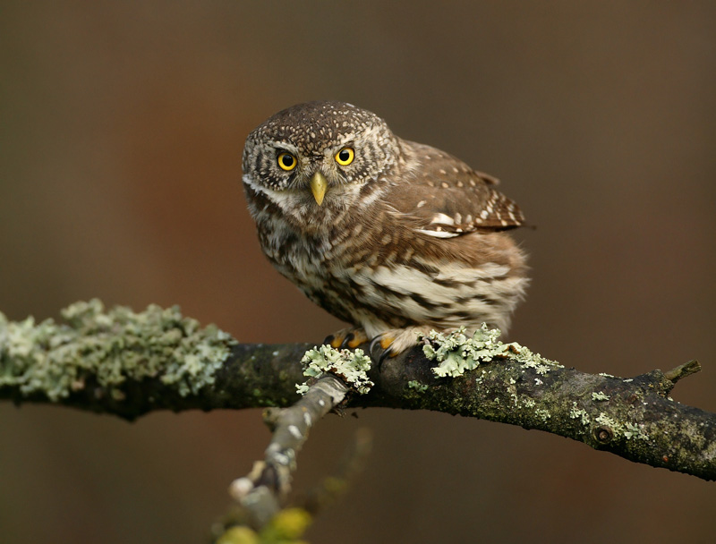 Varpusp�ll� Pygmy Owl (Glaucidium passerinum)