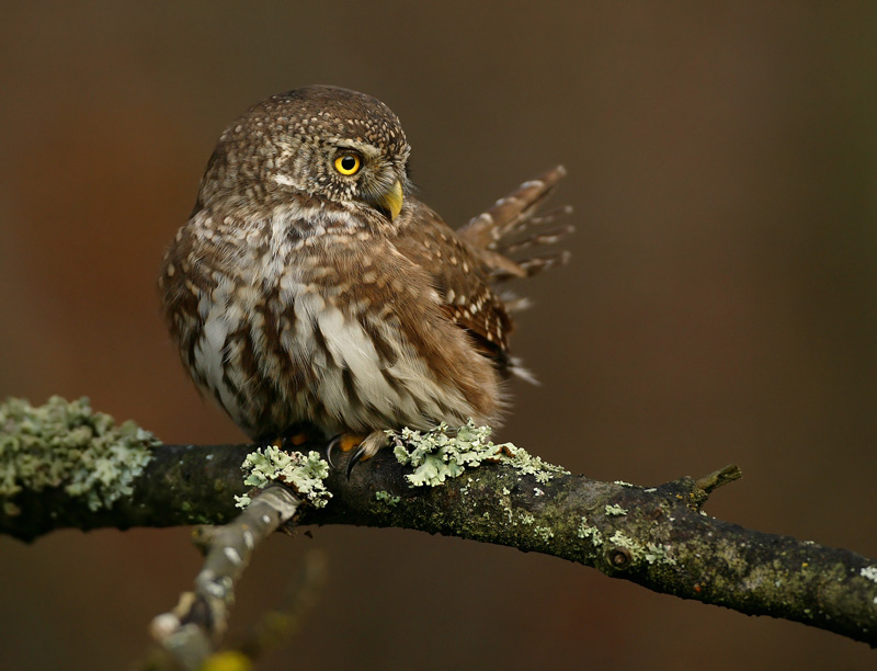Varpusp�ll� Pygmy Owl (Glaucidium passerinum)