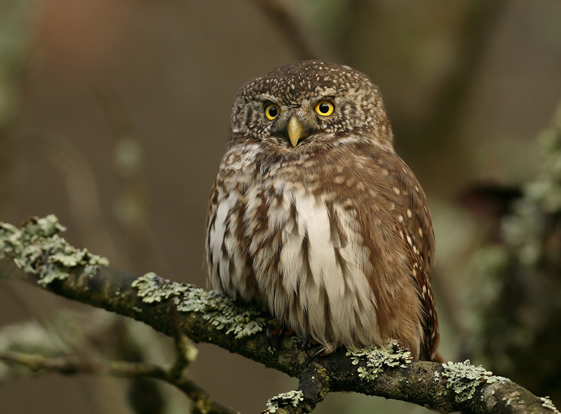 Varpusp�ll� Pygmy Owl (Glaucidium passerinum)