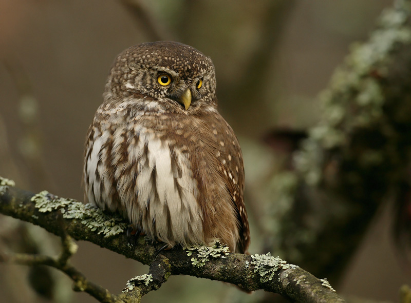 Varpusp�ll� Pygmy Owl (Glaucidium passerinum)