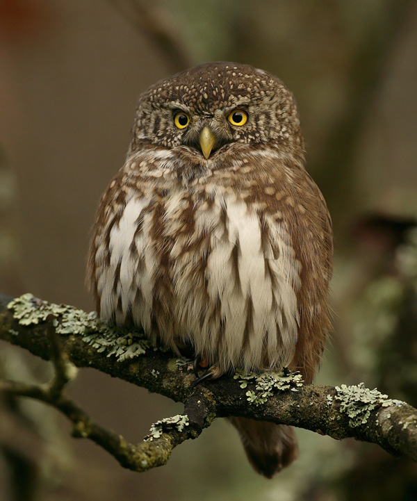 Varpusp�ll� Pygmy Owl (Glaucidium passerinum)