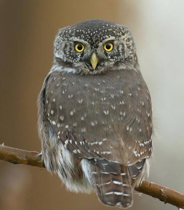 Varpusp�ll� Pygmy Owl (Glaucidium passerinum)