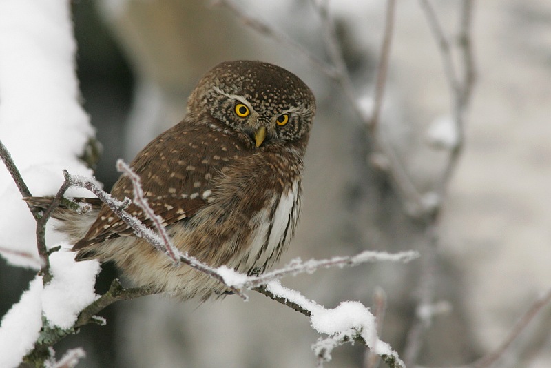 Varpusp�ll� Pygmy Owl (Glaucidium passerinum)