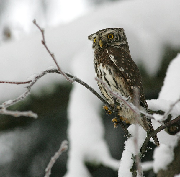 Varpusp�ll� Pygmy Owl (Glaucidium passerinum)