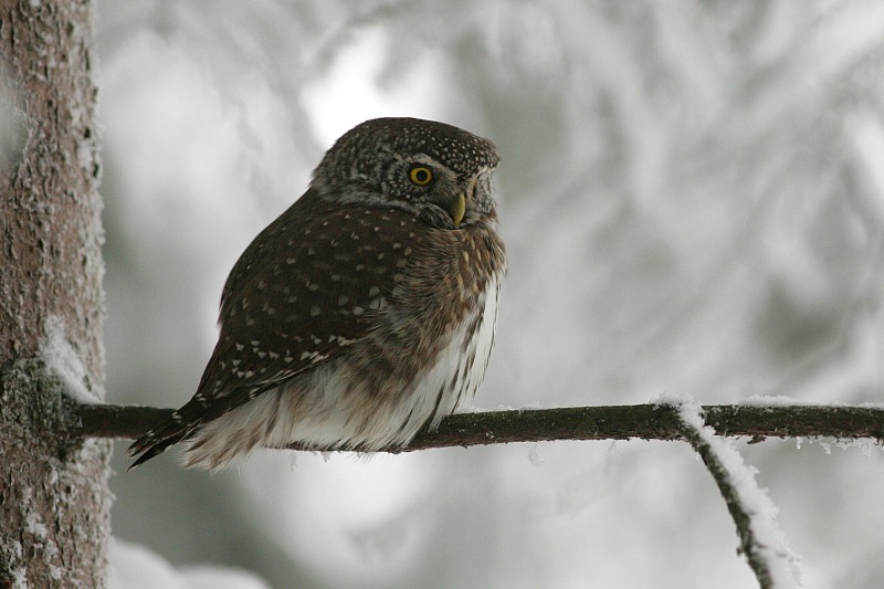 Varpusp�ll� Pygmy Owl (Glaucidium passerinum)