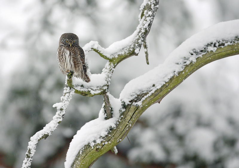 Varpusp�ll� Pygmy Owl (Glaucidium passerinum)