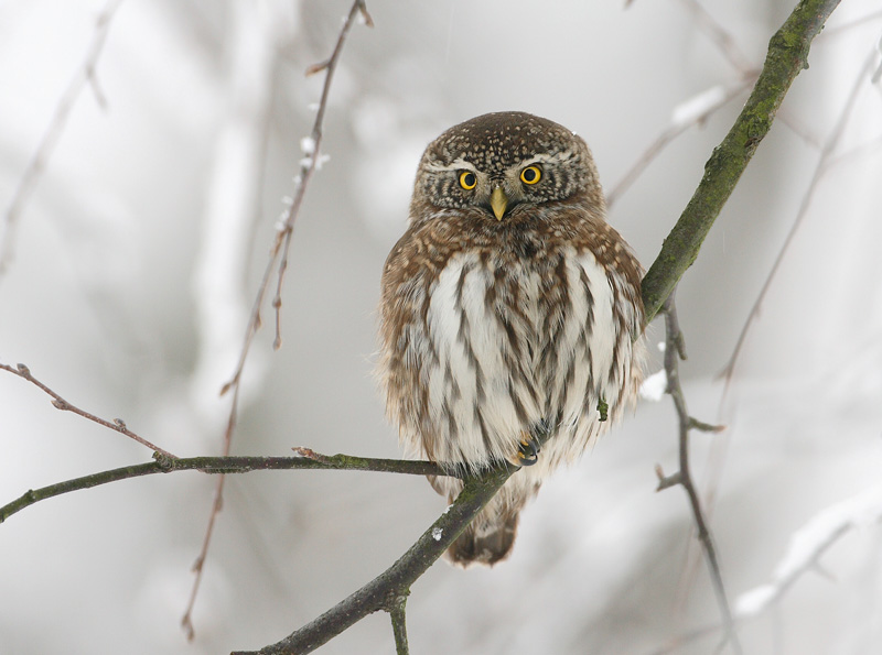 Varpusp�ll� Pygmy Owl (Glaucidium passerinum)
