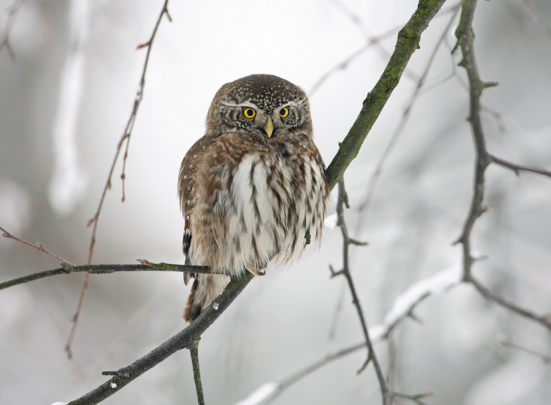 Varpusp�ll� Pygmy Owl (Glaucidium passerinum)