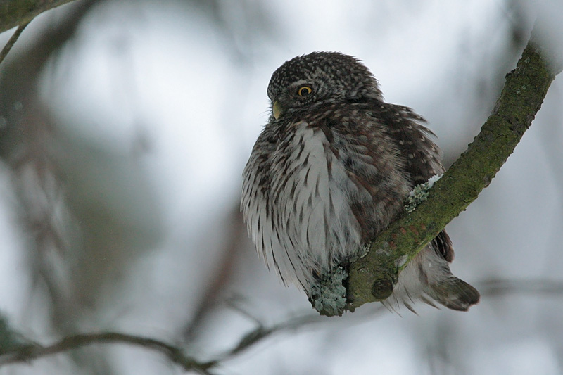 Varpusp�ll� Pygmy Owl (Glaucidium passerinum)
