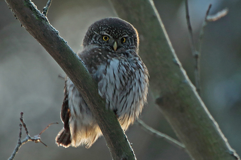 Varpusp�ll� Pygmy Owl (Glaucidium passerinum)