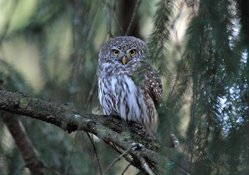 Varpusp�ll� Pygmy Owl (Glaucidium passerinum)