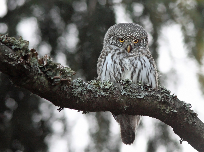 Varpusp�ll� Pygmy Owl (Glaucidium passerinum)
