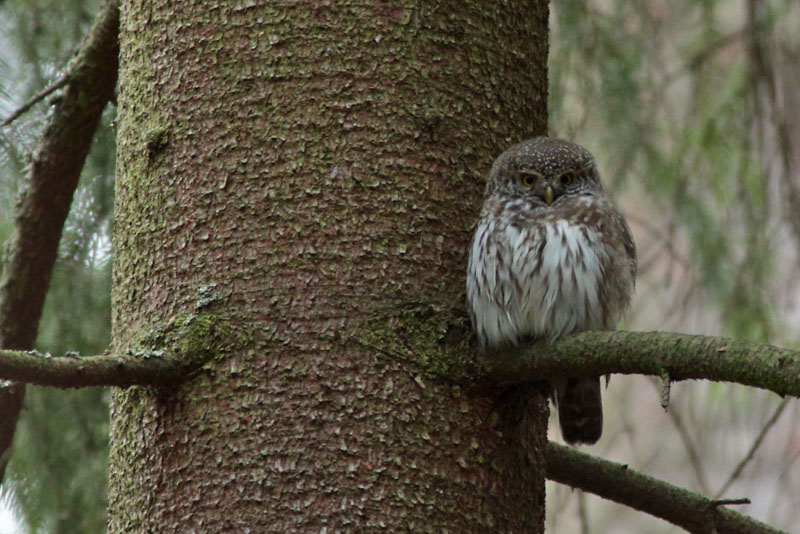 Varpusp�ll� Pygmy Owl (Glaucidium passerinum)