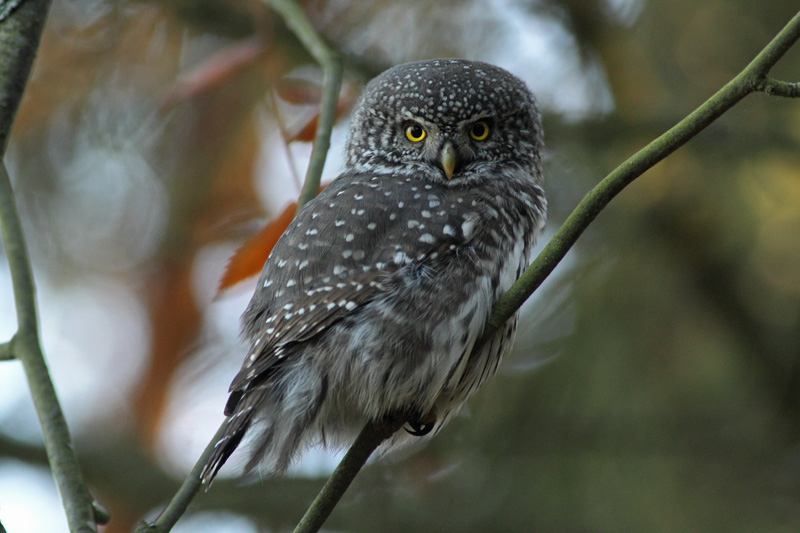 Varpusp�ll� Pygmy Owl (Glaucidium passerinum)
