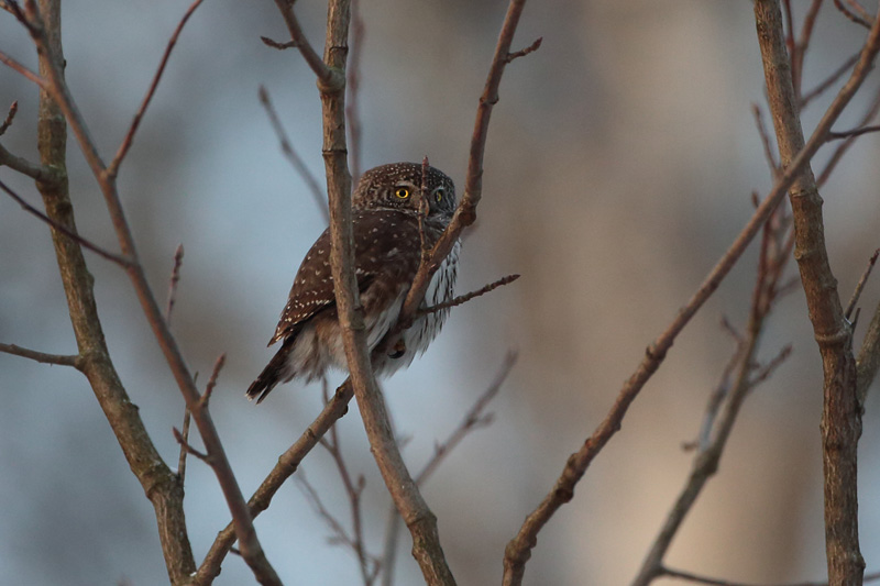 Varpusp�ll� Pygmy Owl (Glaucidium passerinum)