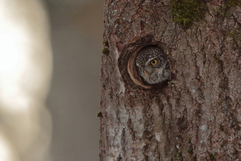 Varpusp�ll� Pygmy Owl (Glaucidium passerinum)
