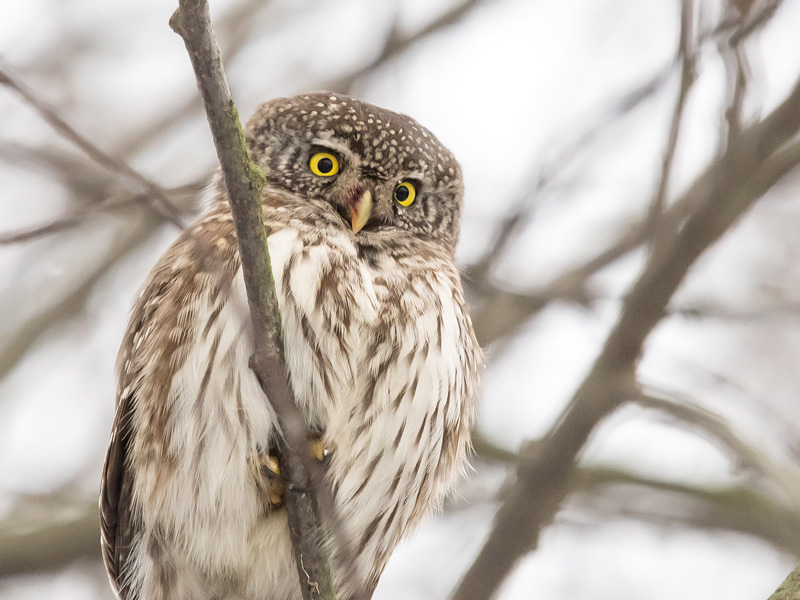 Varpusp�ll� Pygmy Owl (Glaucidium passerinum)
