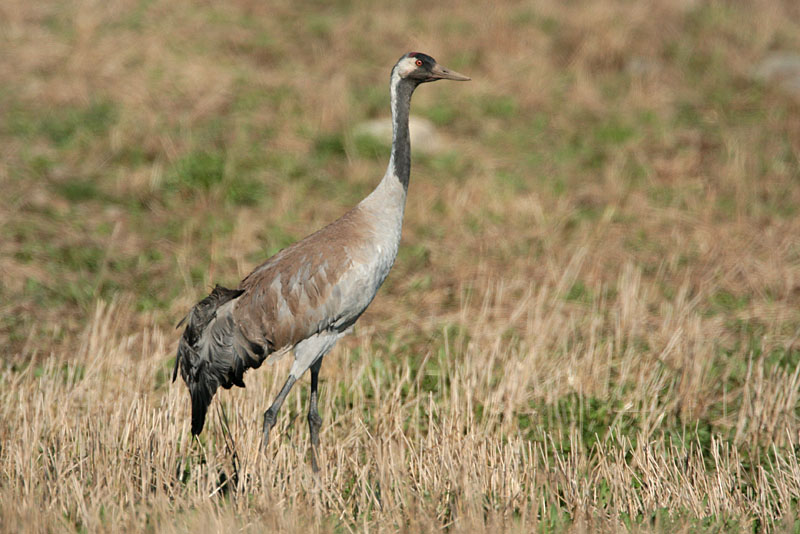 Kurki, Crane (Grus grus)