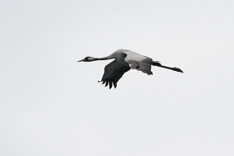 Kurki, Crane (Grus grus)