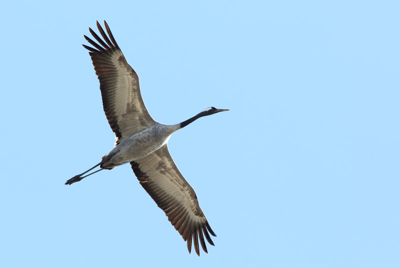 Kurki, Crane (Grus grus)